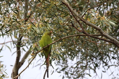 Polytelis swainsonii