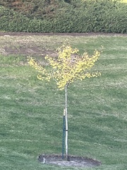 Ginkgo