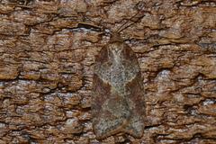 Acleris maccana