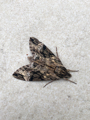 Psilogramma