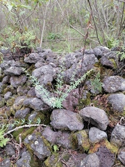 Pellaea ternifolia
