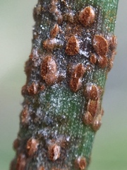 Puccinia juncophila
