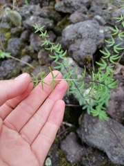 Pellaea ternifolia
