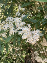 Olearia lirata