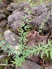 Pellaea ternifolia