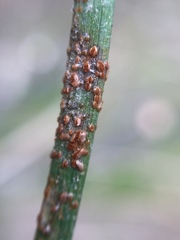 Puccinia juncophila