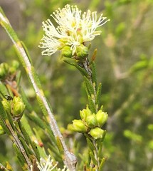 Melaleuca brevifolia