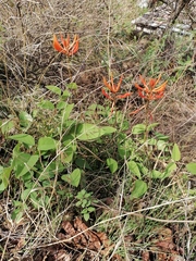 Erythrina leptorhiza