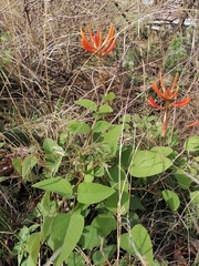 Erythrina leptorhiza
