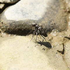 Cicindela duodecimguttata