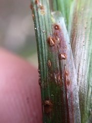 Puccinia juncophila