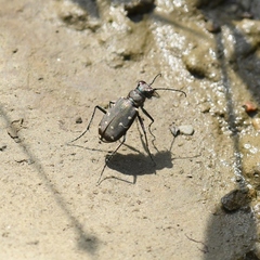 Cicindela duodecimguttata