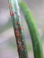 Puccinia juncophila