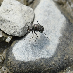 Cicindela duodecimguttata