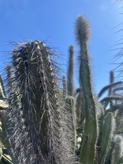 Lophocereus schottii