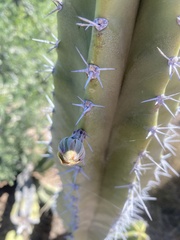 Lophocereus schottii