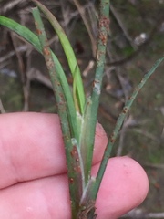 Puccinia juncophila