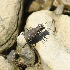 Cicindela duodecimguttata