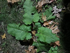 Arctium lappa