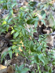Asparagus asparagoides