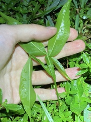 Melicoccus bijugatus