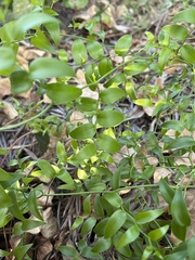 Asparagus asparagoides