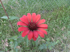 Zinnia