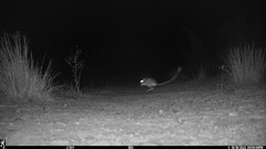 Dipodomys californicus