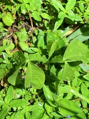 Melicoccus bijugatus