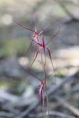 Caladenia filamentosa