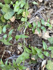 Asparagus asparagoides