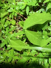 Melicoccus bijugatus