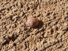 Pseudotachea splendida