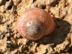 Pseudotachea splendida