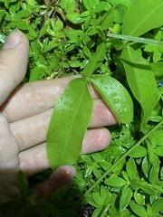 Melicoccus bijugatus