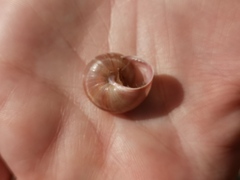 Pseudotachea splendida