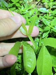 Melicoccus bijugatus