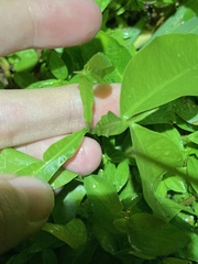 Melicoccus bijugatus