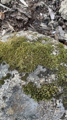 Racomitrium heterostichum