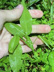 Melicoccus bijugatus