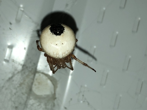Marbled Orbweaver, photo 3 of 7