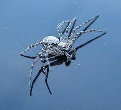 Philodromus spectabilis