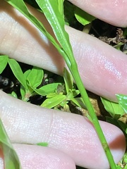 Melicoccus bijugatus