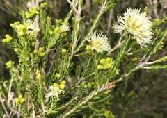 Melaleuca brevifolia