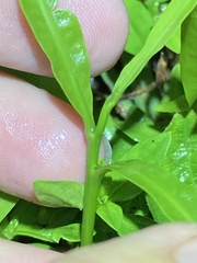 Melicoccus bijugatus