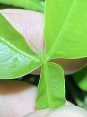 Melicoccus bijugatus