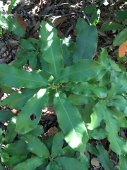 Photinia serratifolia
