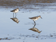 Calidris pusilla