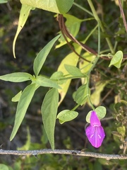 Dicliptera resupinata