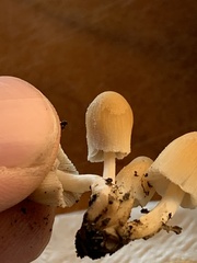 Micacei